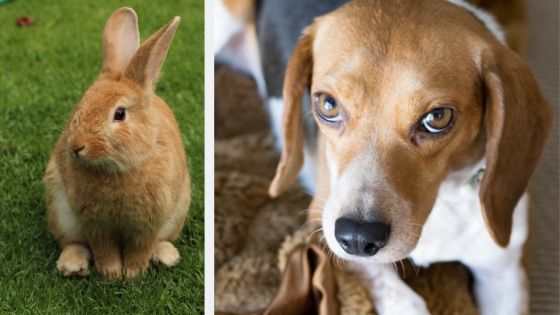 Can Beagles Get Along With Rabbits Modern Beagle