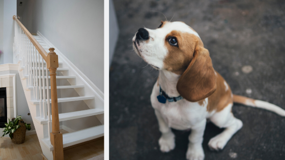 when can puppy do stairs