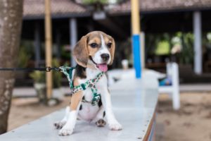 how much to feed 8 month old puppy