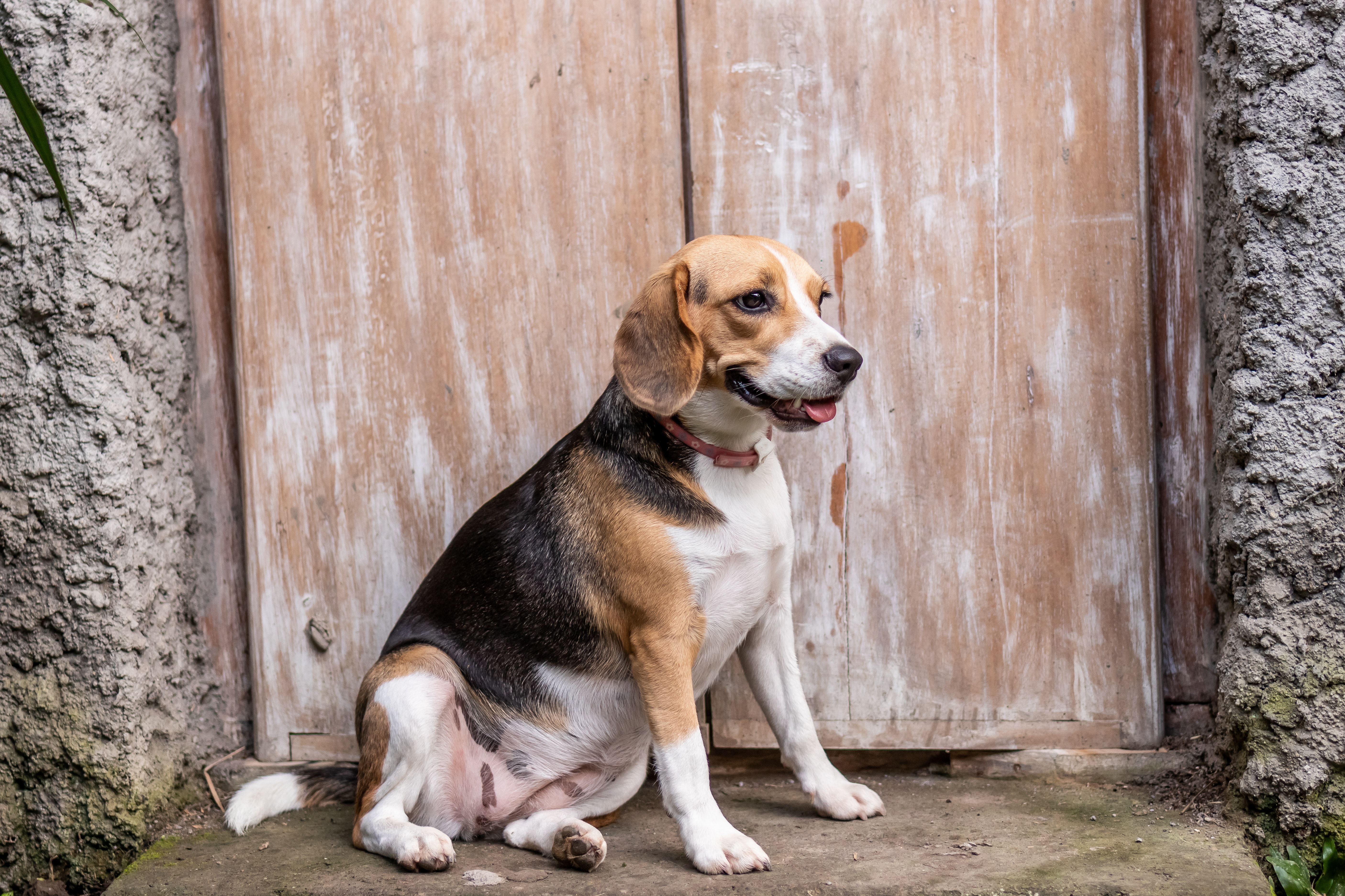 beagle guard dogs