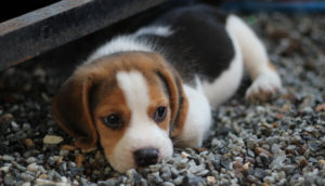 just born beagle puppies