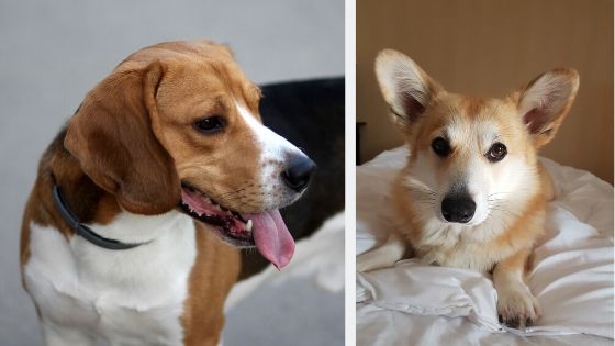 beagle and corgi