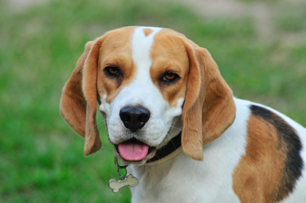 Why Do Beagles Snort? – Modern Beagle