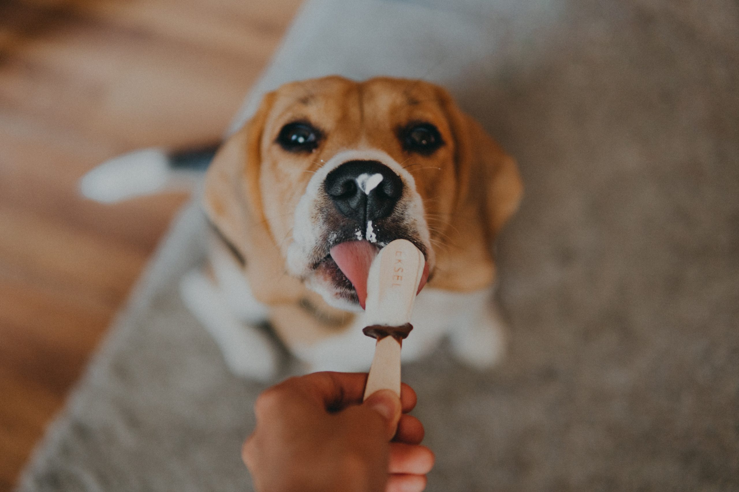 beagle food motivated