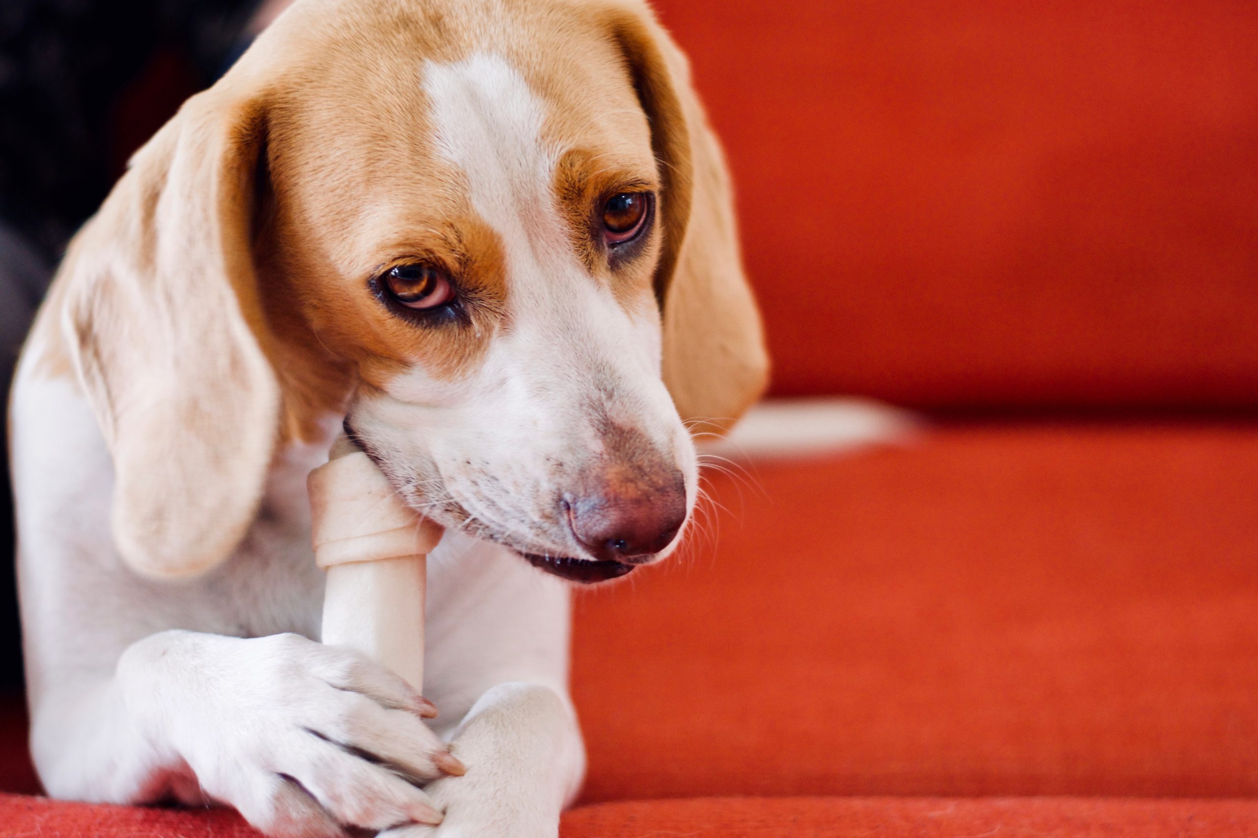 Why Does My Beagle Bite Me? Modern Beagle