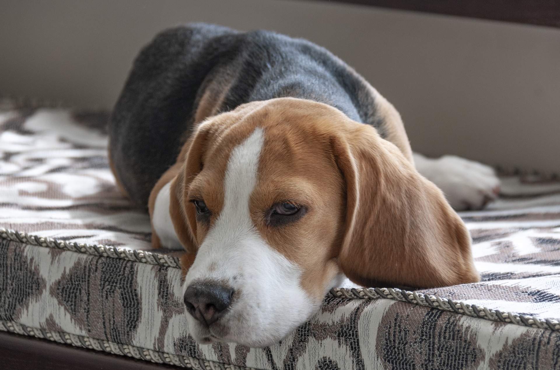 beagle entertain indoors