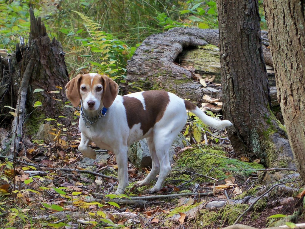 beagle hiking