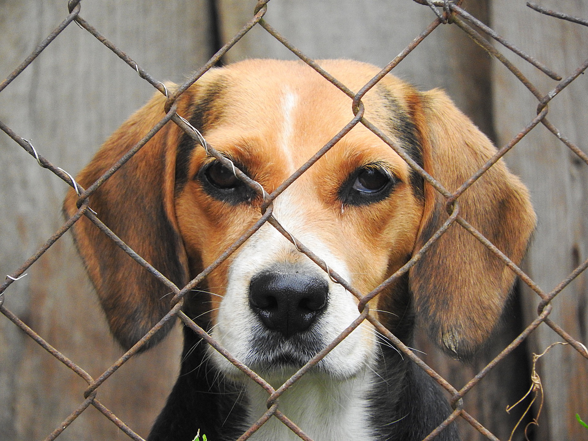 beagle invisible fence