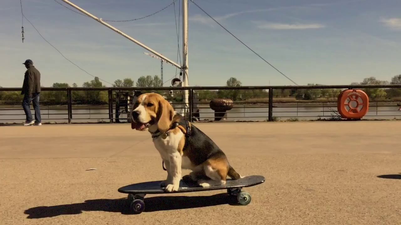 beagle skateboard