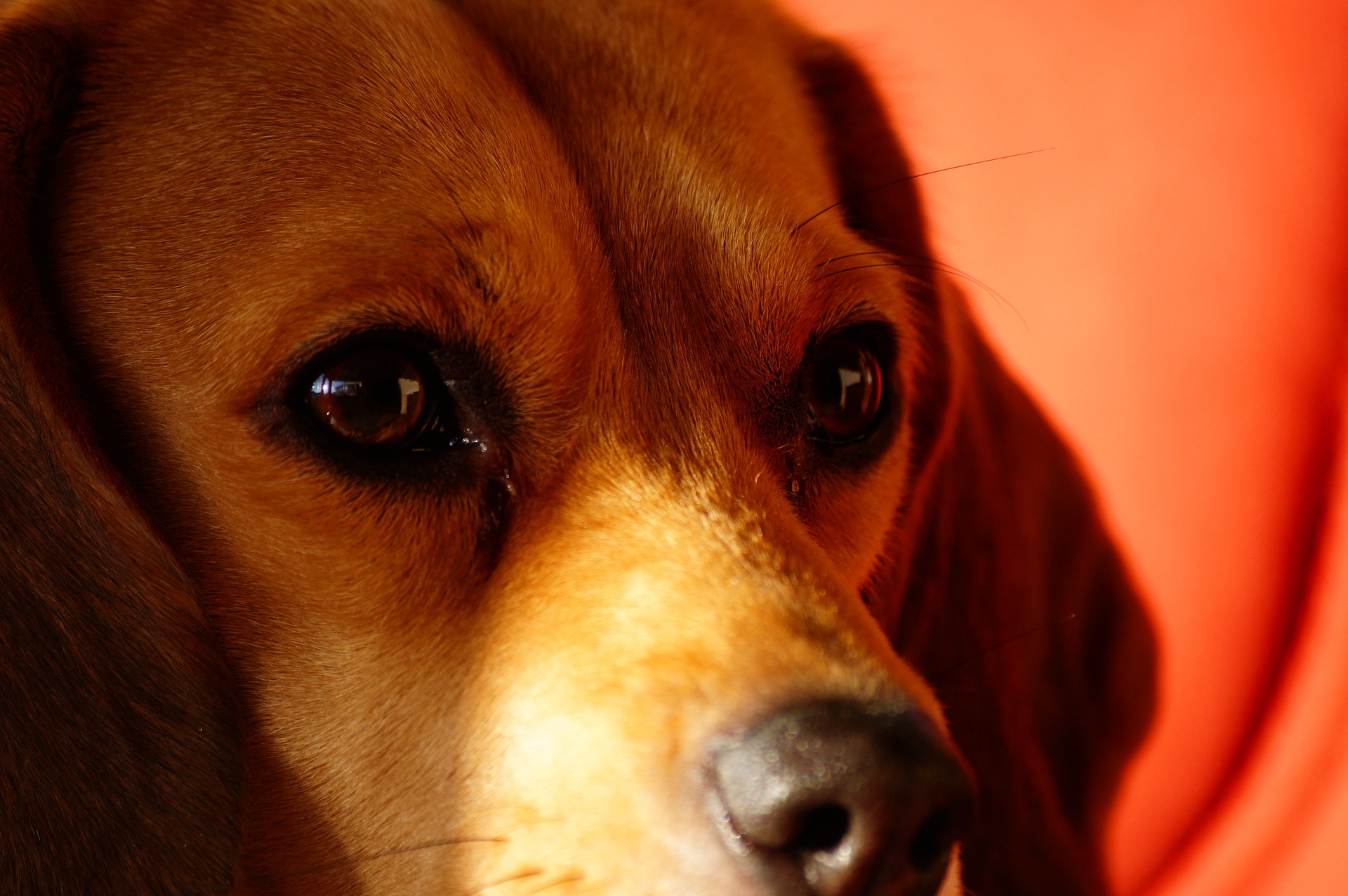 beagle red watery eyes
