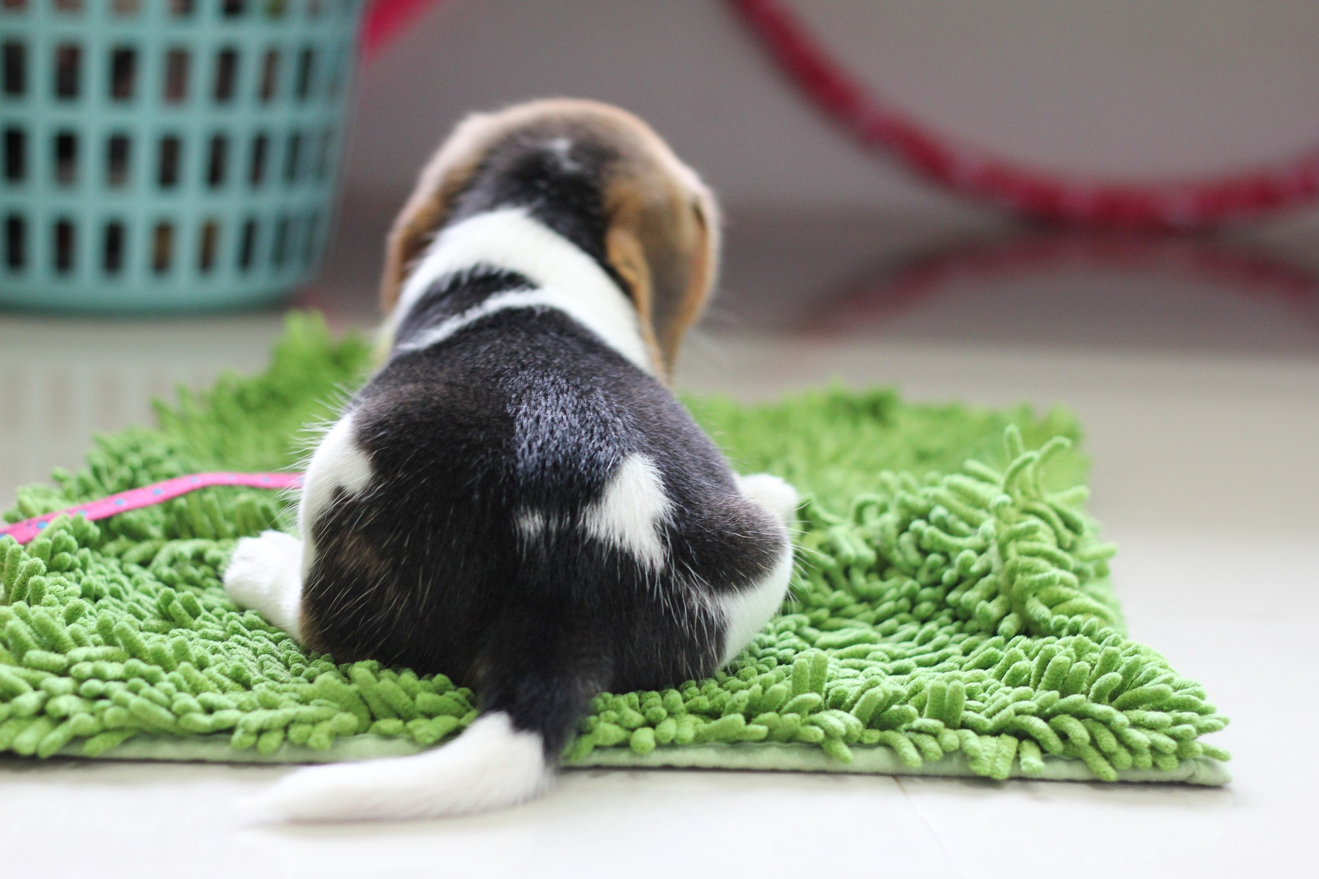 a beagle puppy