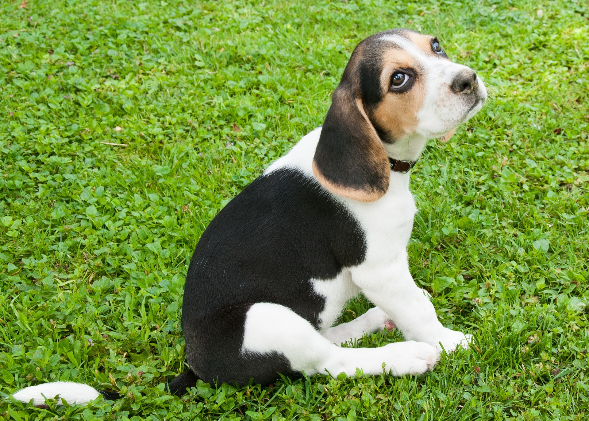 a beagle puppy