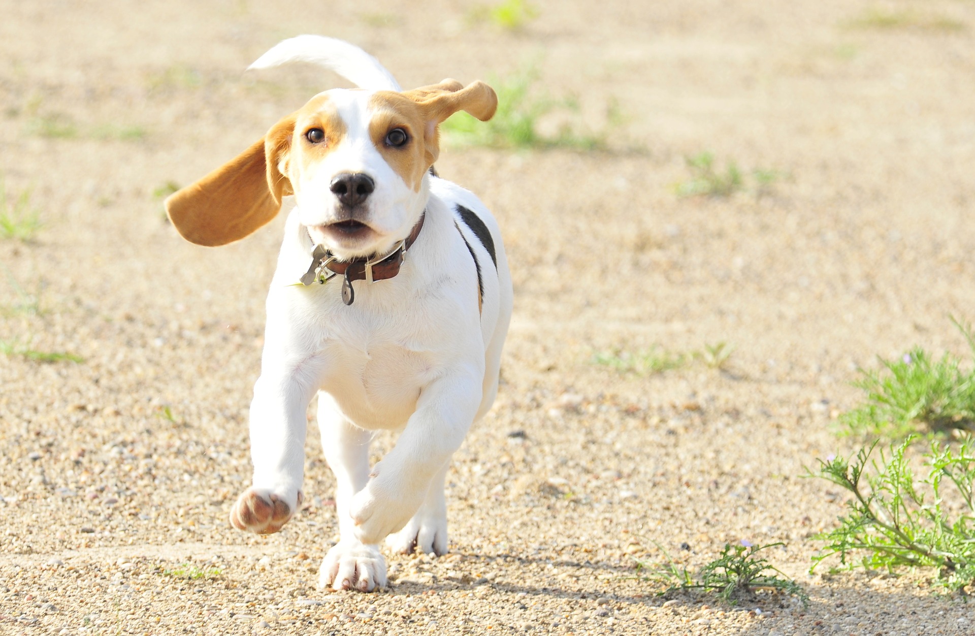 beagle ear health