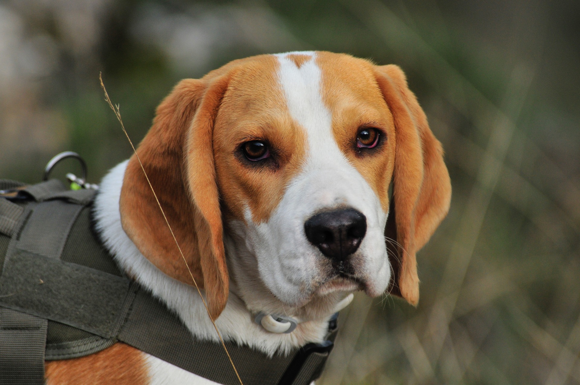 beagle hiking