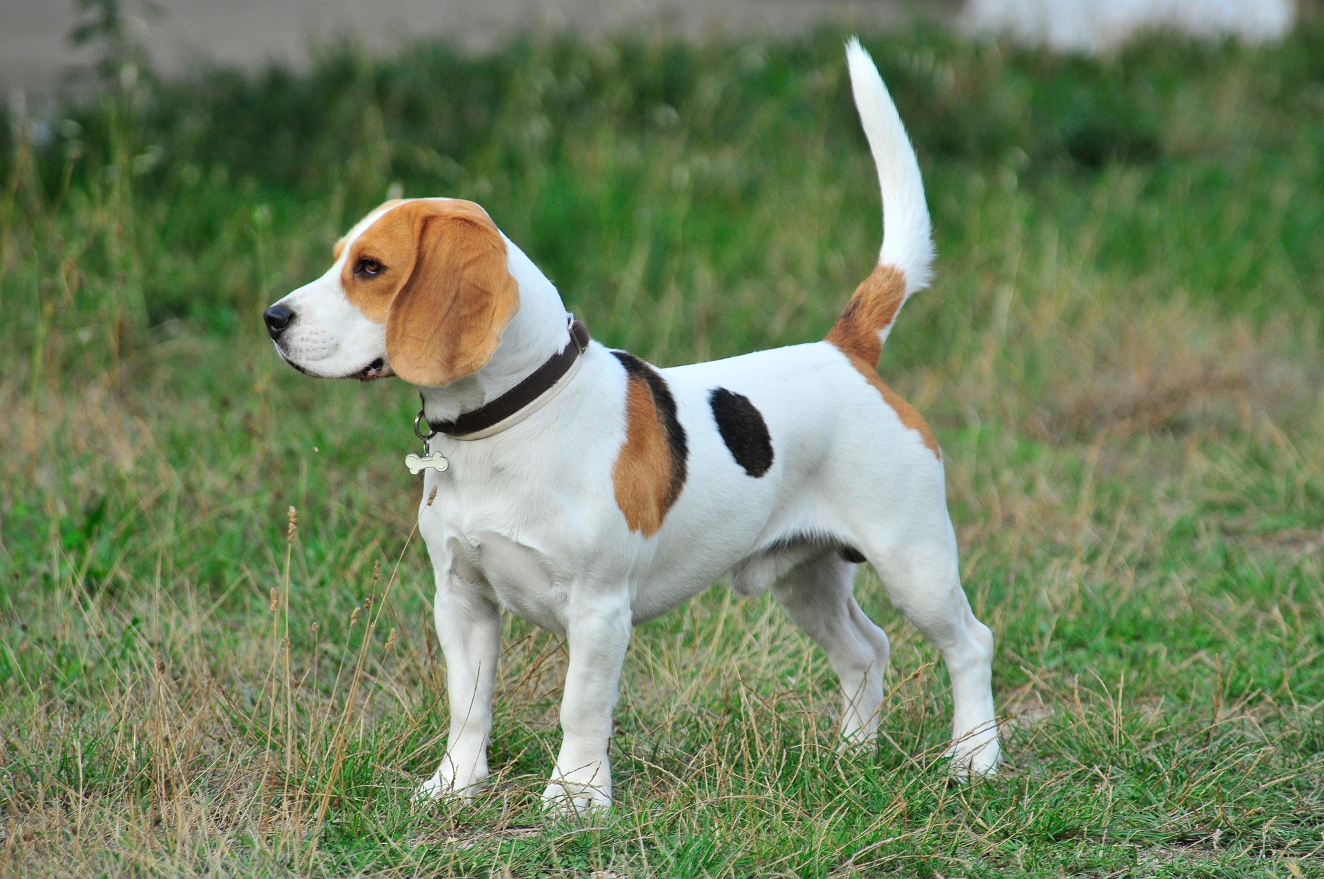 beagle tail health