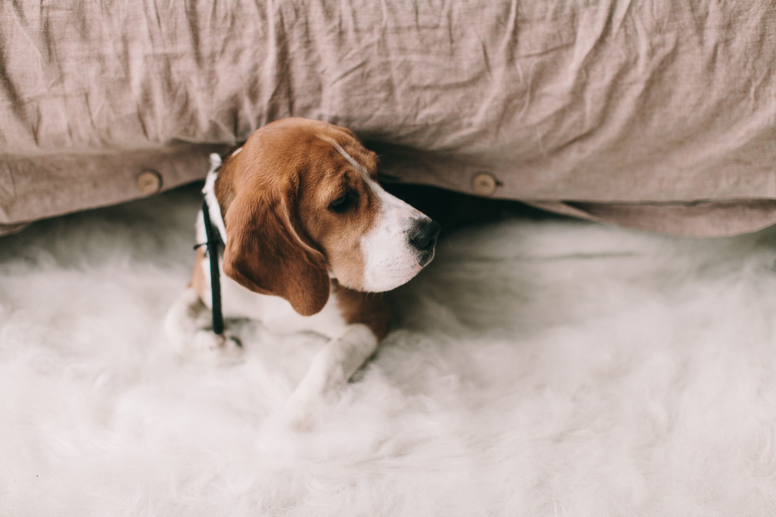 beagle cuddle
