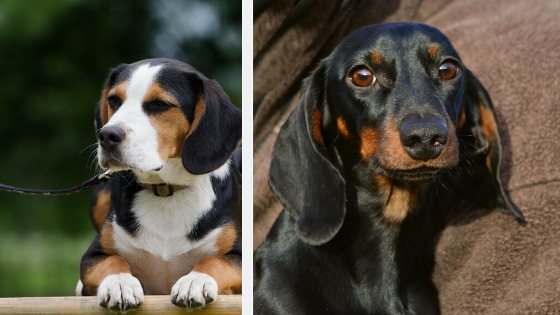 Differences Between Beagles And Dachshunds Modern Beagle