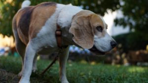 annoying beagle bark