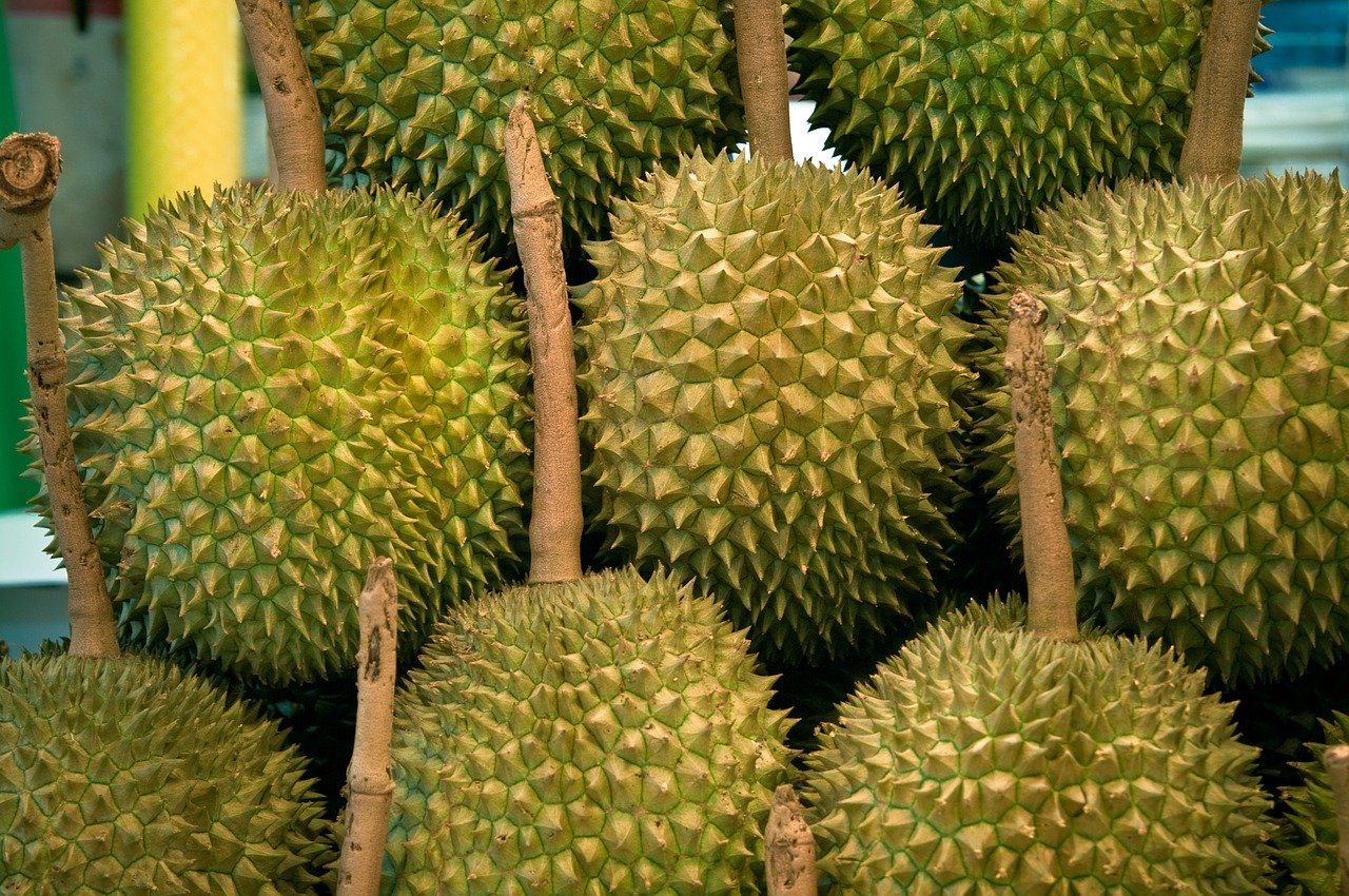 beagle jackfruit