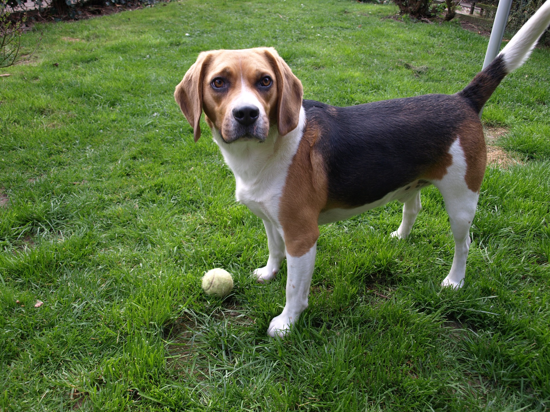 annoying beagle bark