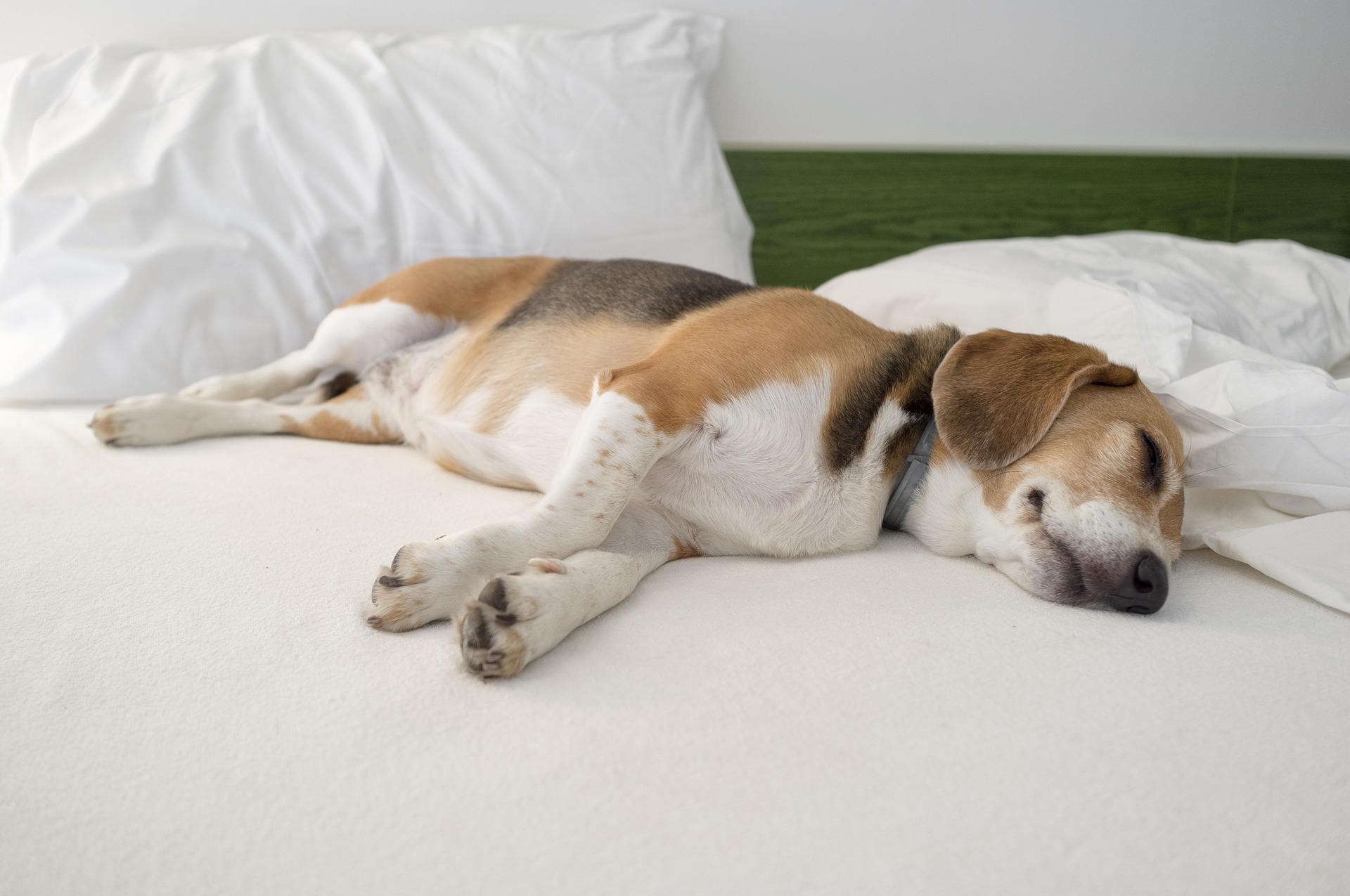 beagle sleep on back