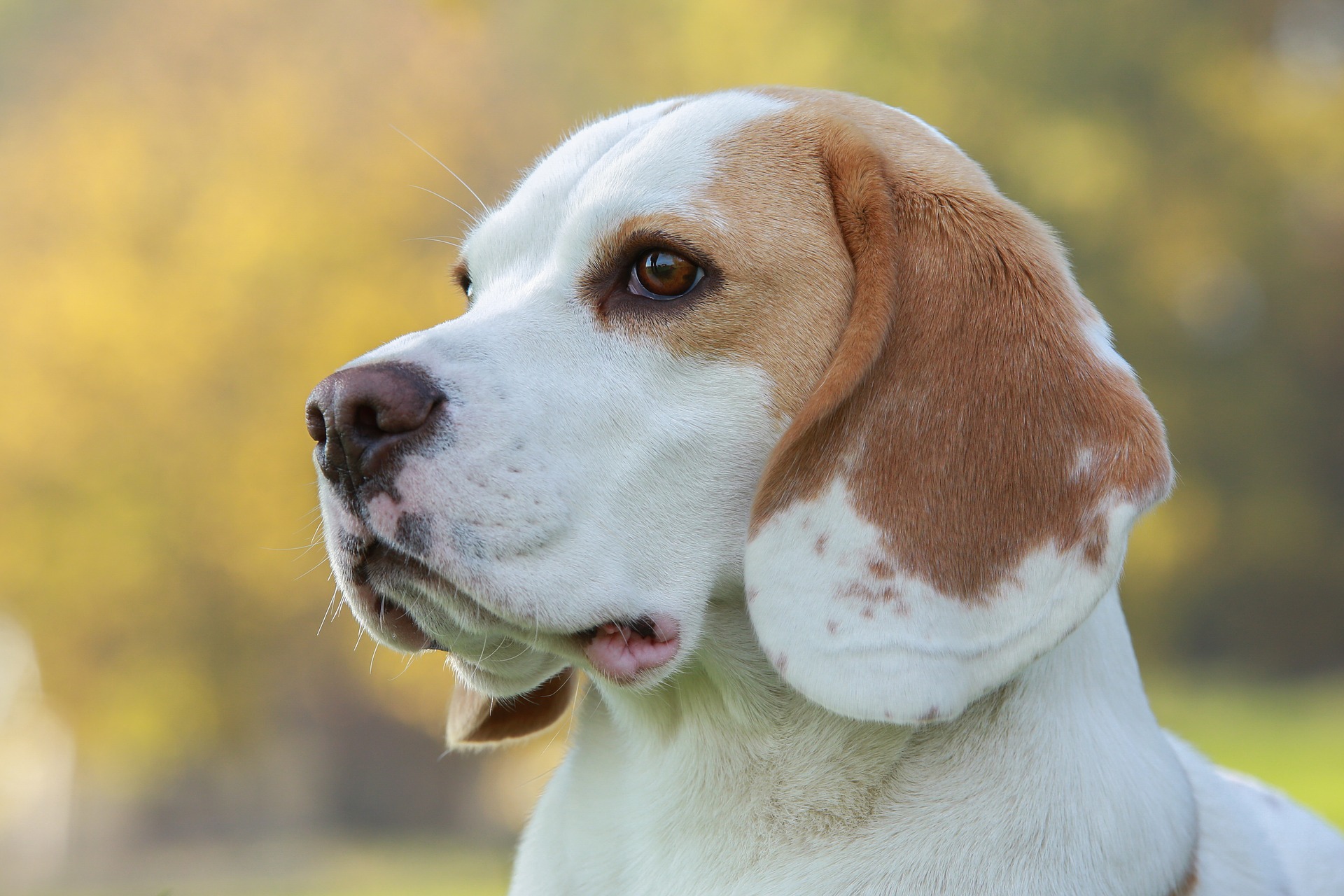 beagle howl