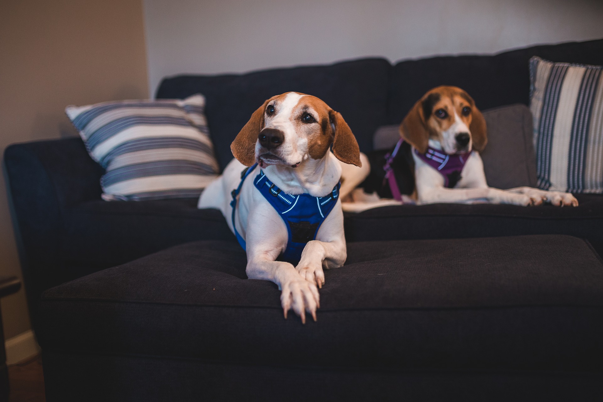 beagle friend