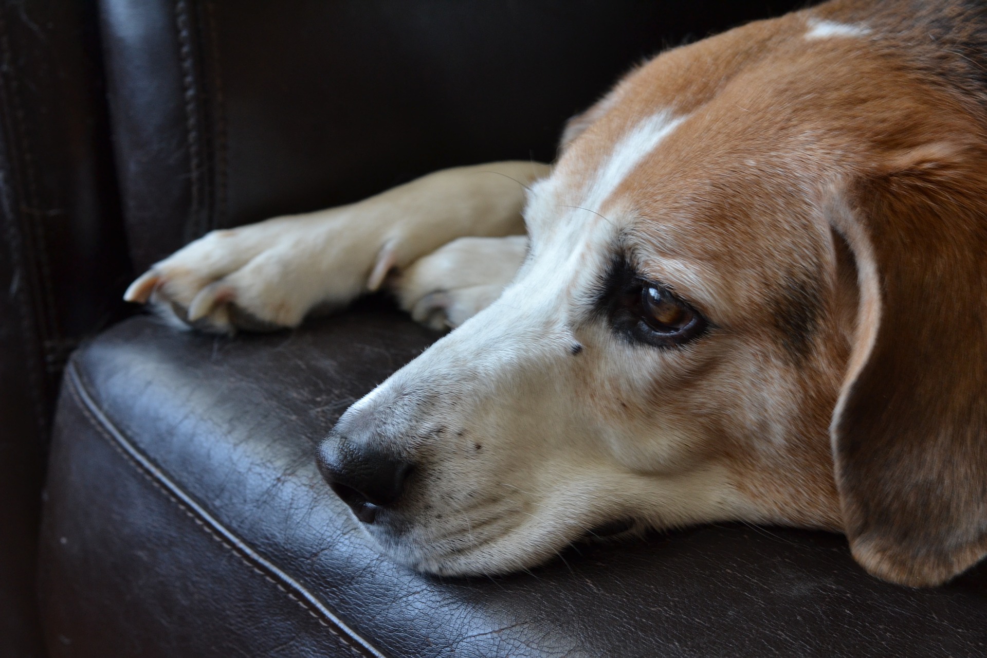 beagles and allergies