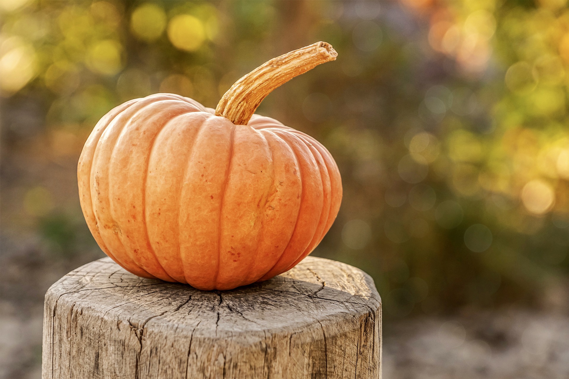 beagle pumpkin