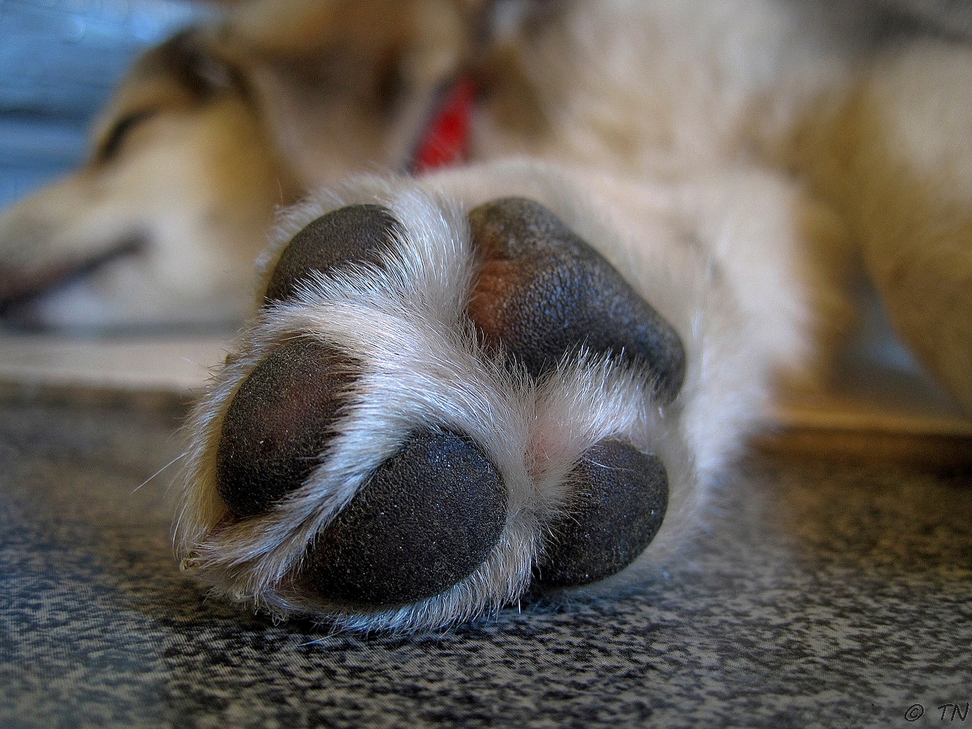 beagles chew feet