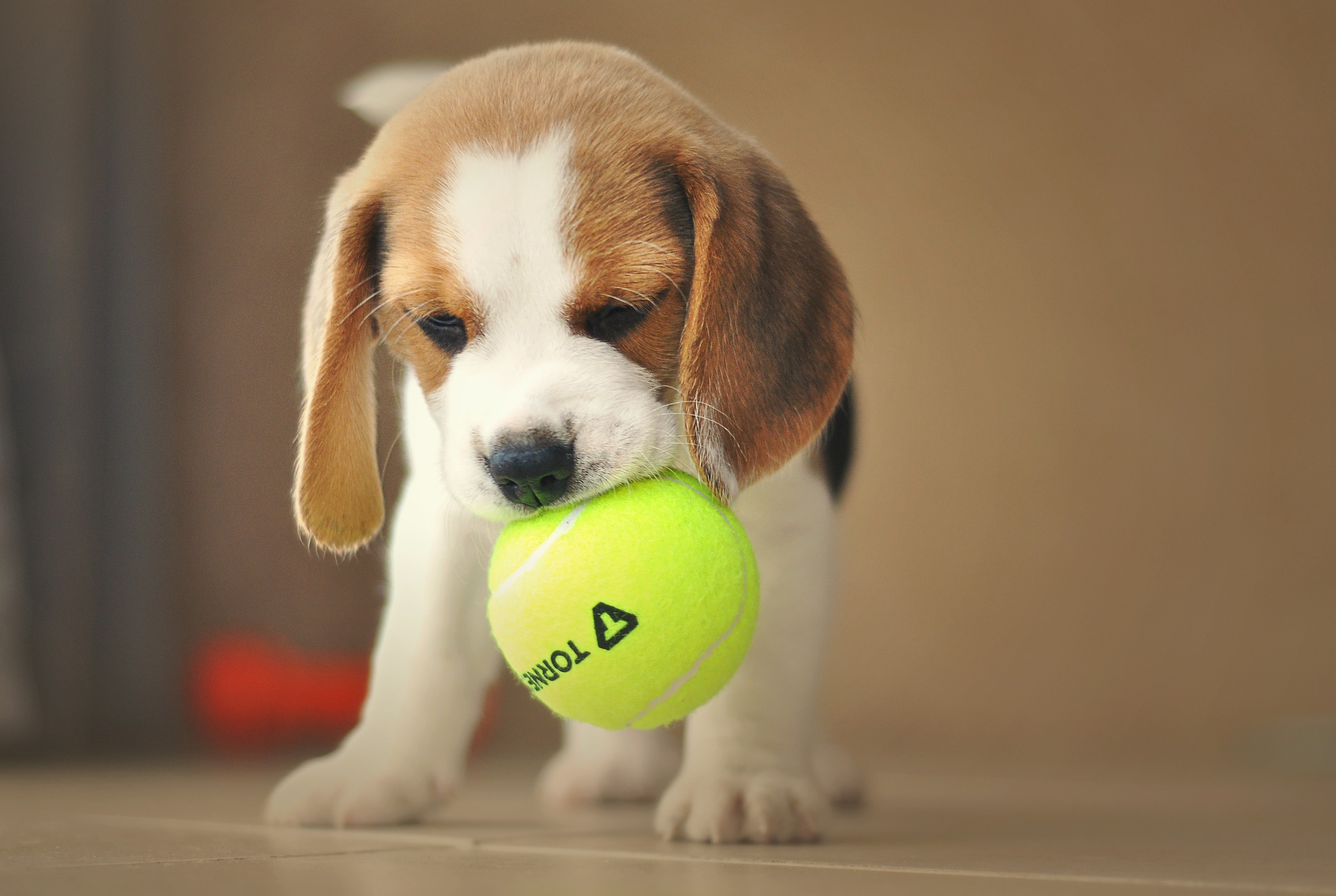 How to Train Your Beagle Puppy to Stop Biting Modern Beagle