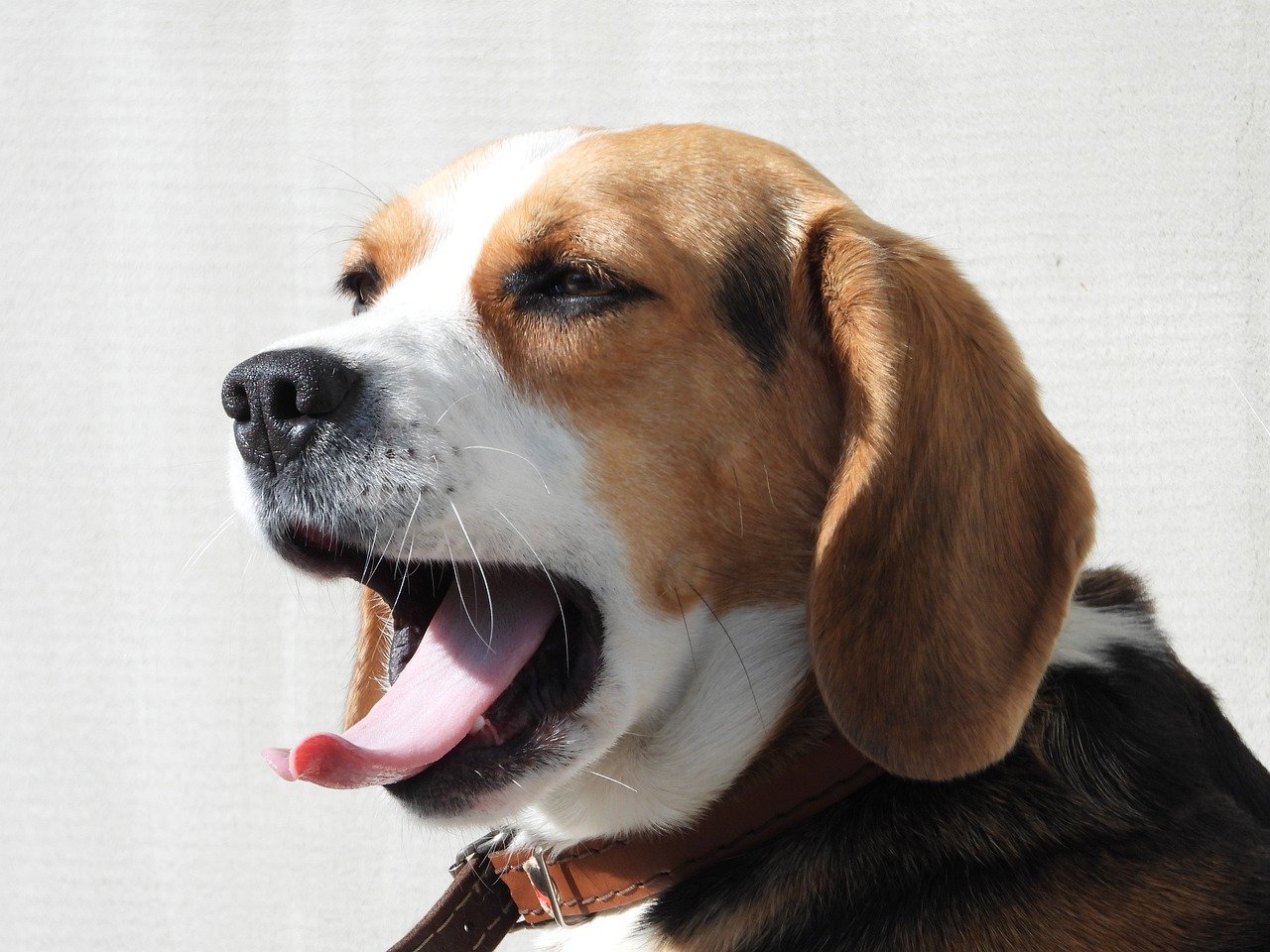 beagle bad breath