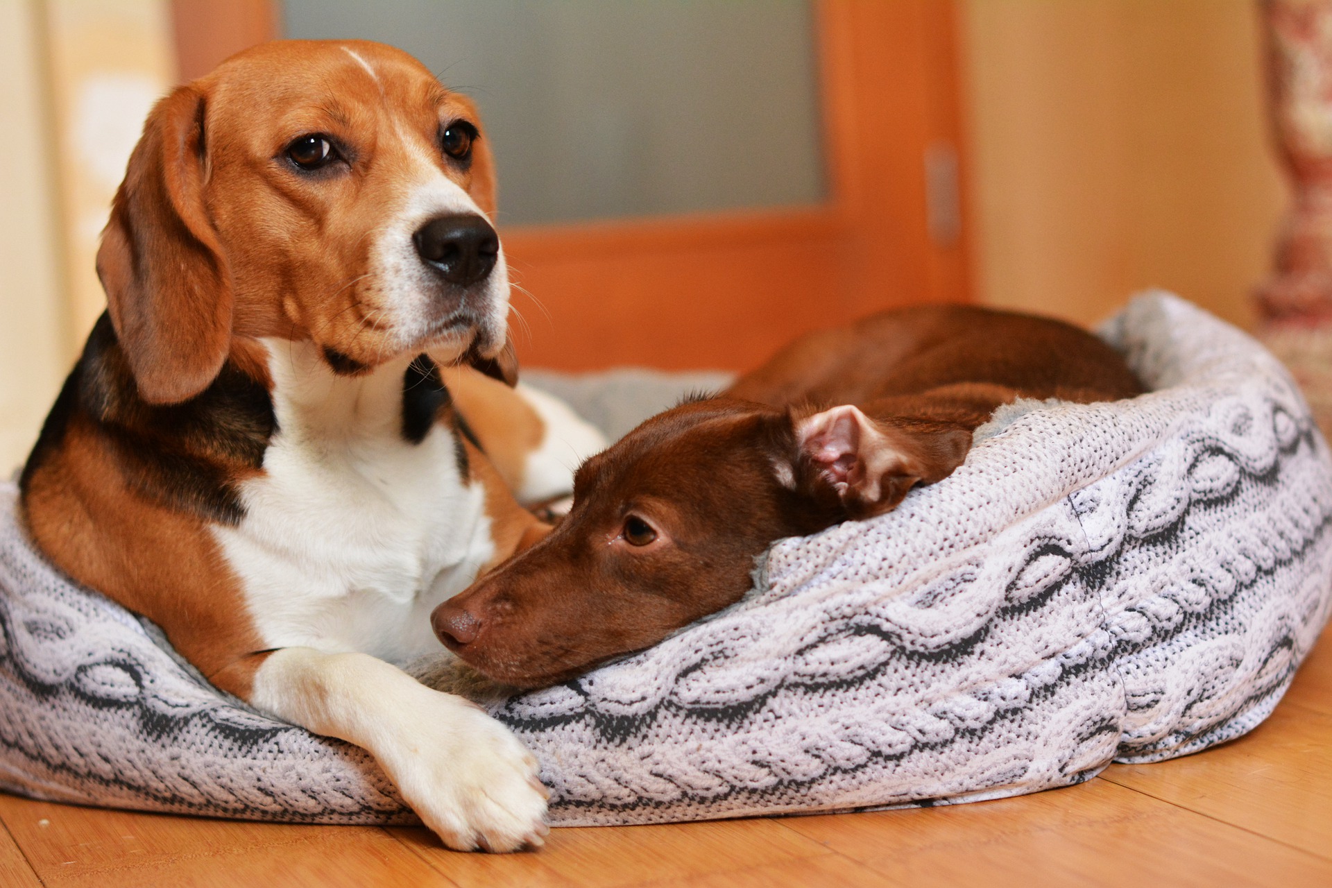 do beagles get along with other dogs