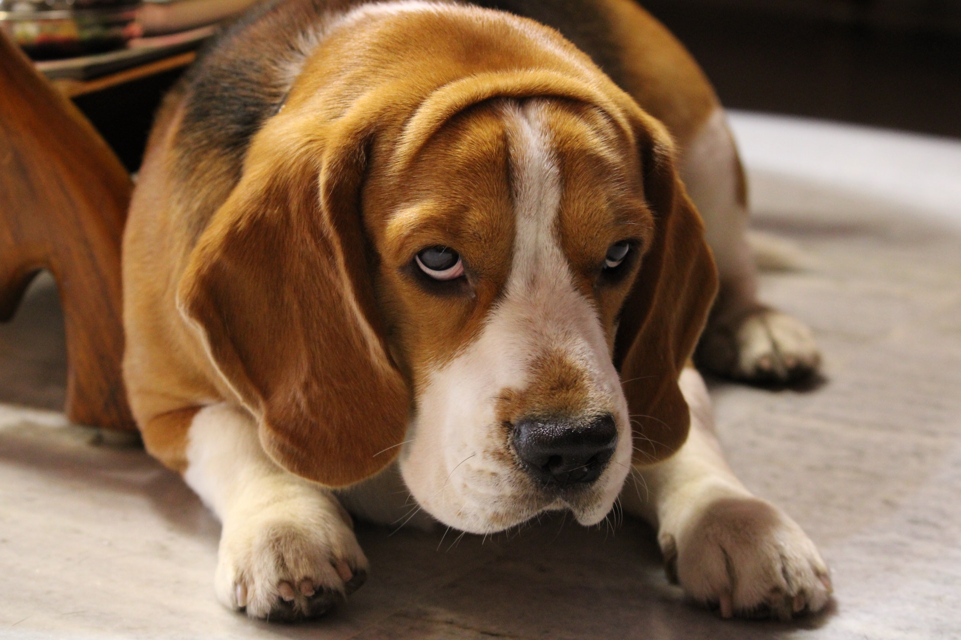 best weight loss foods for beagles