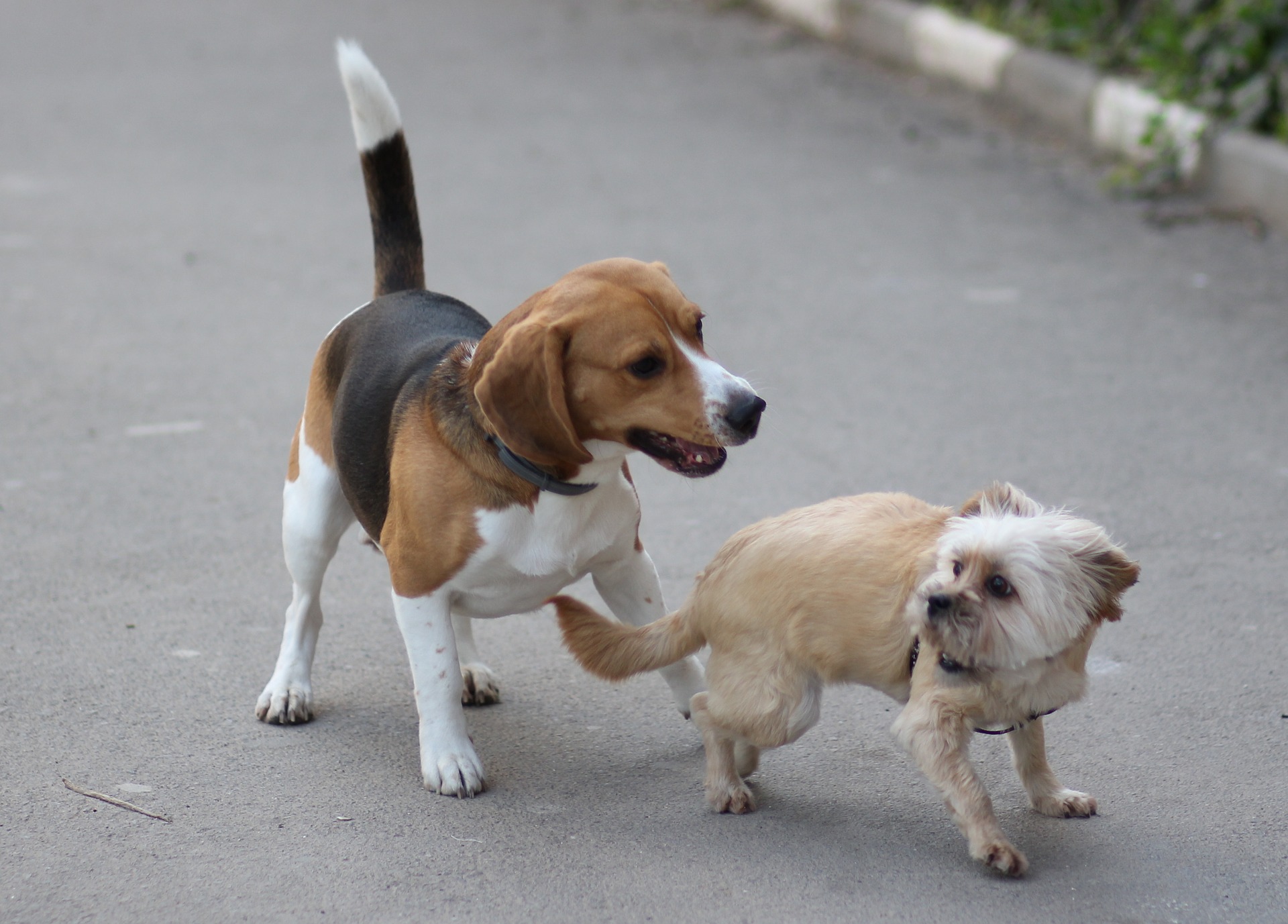 can beagles defend themselves