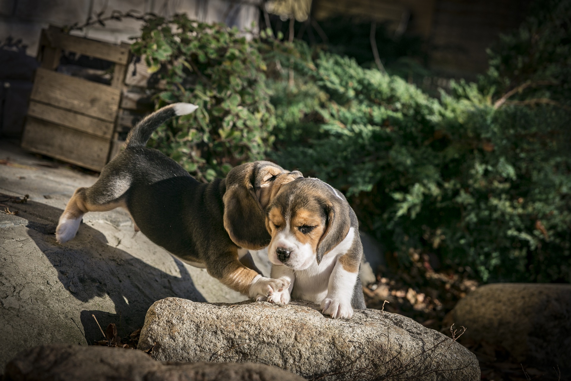 beagle puppy hump