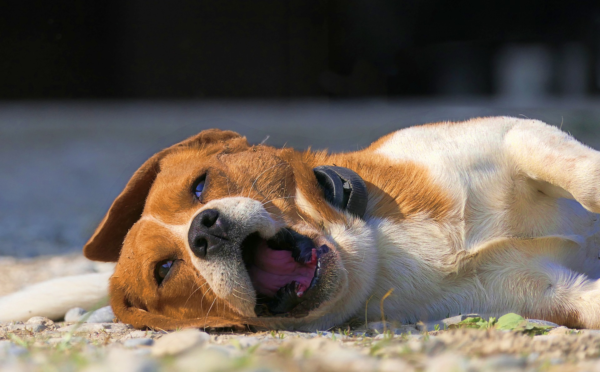 why does my beagle bark at the ground