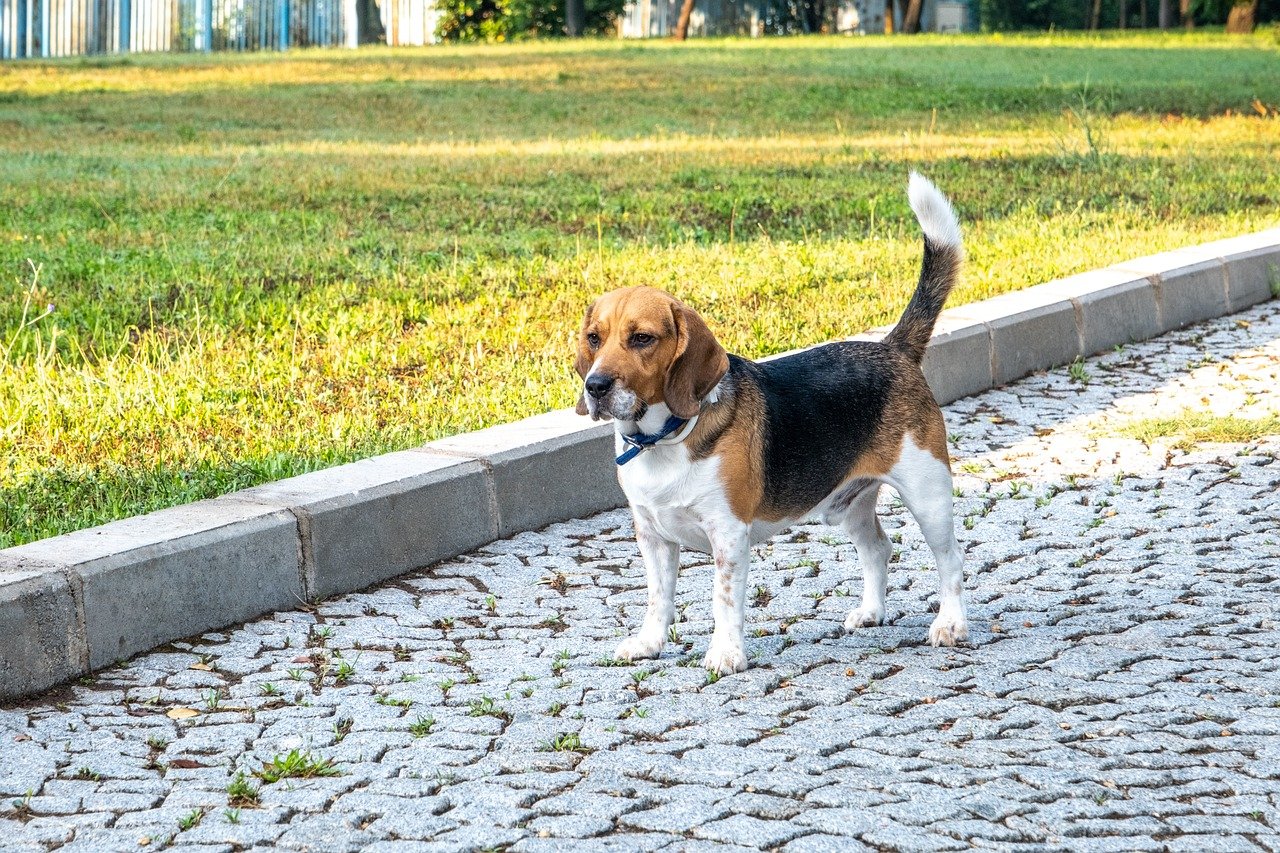 at what age can you breed a beagle