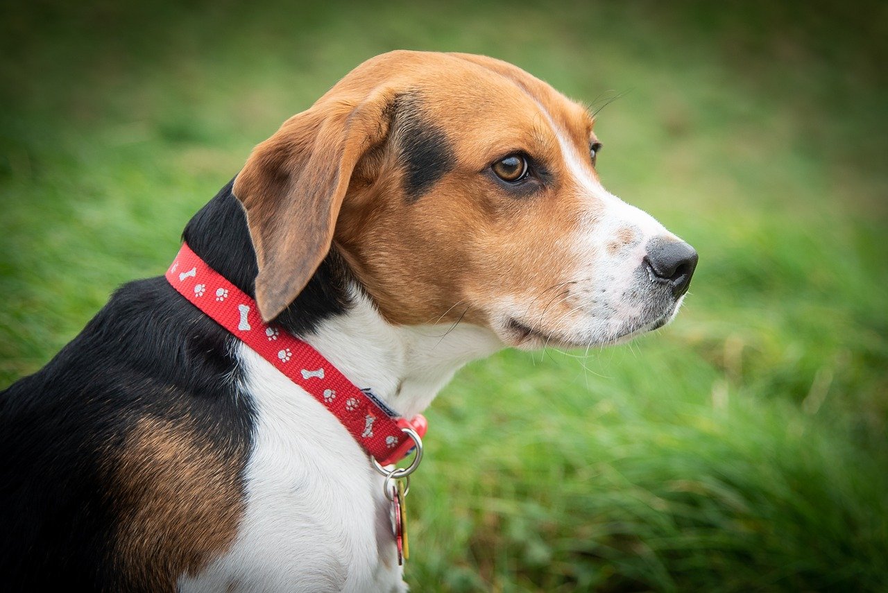 why does my beagle bite their tail