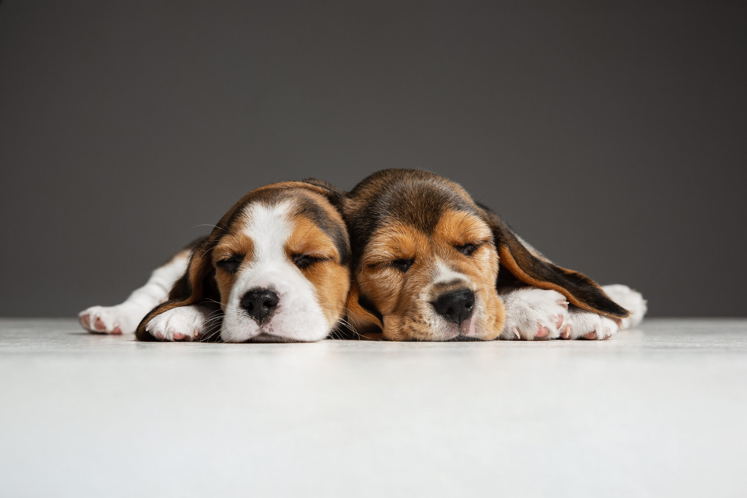 why do beagles tuck their paws