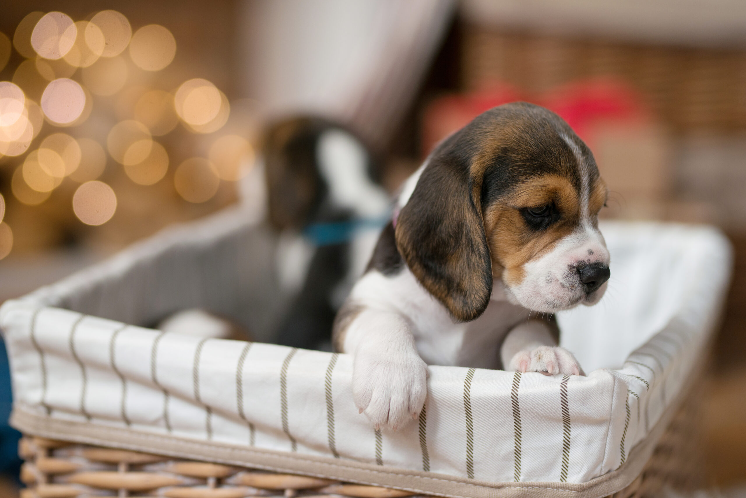 how much do beagles cost