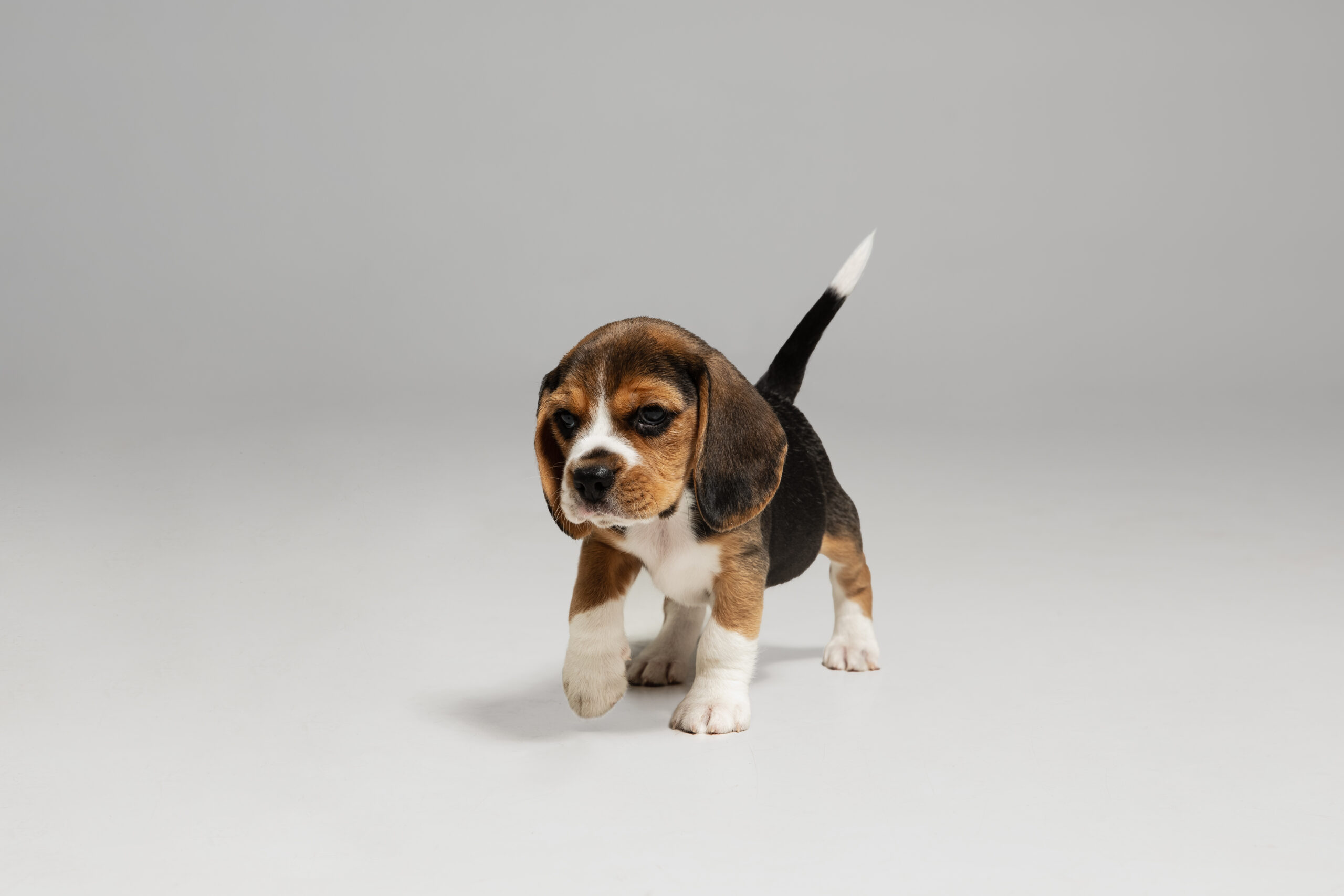 do beagle puppies snore?