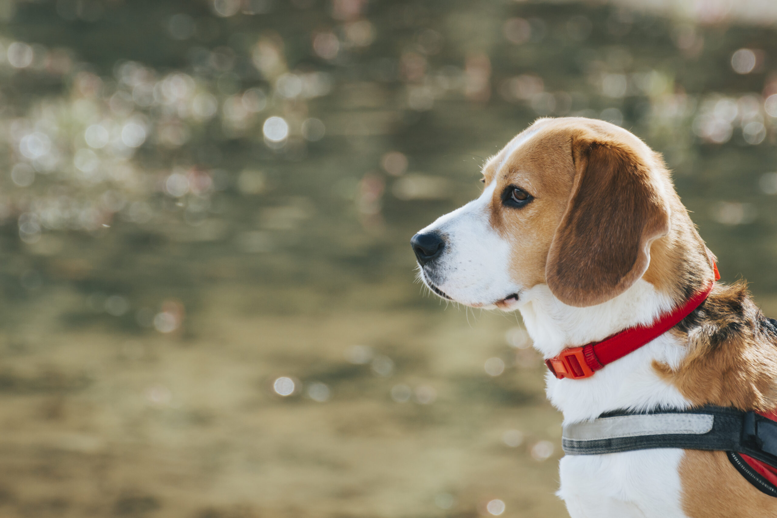 how often do beagles poop?