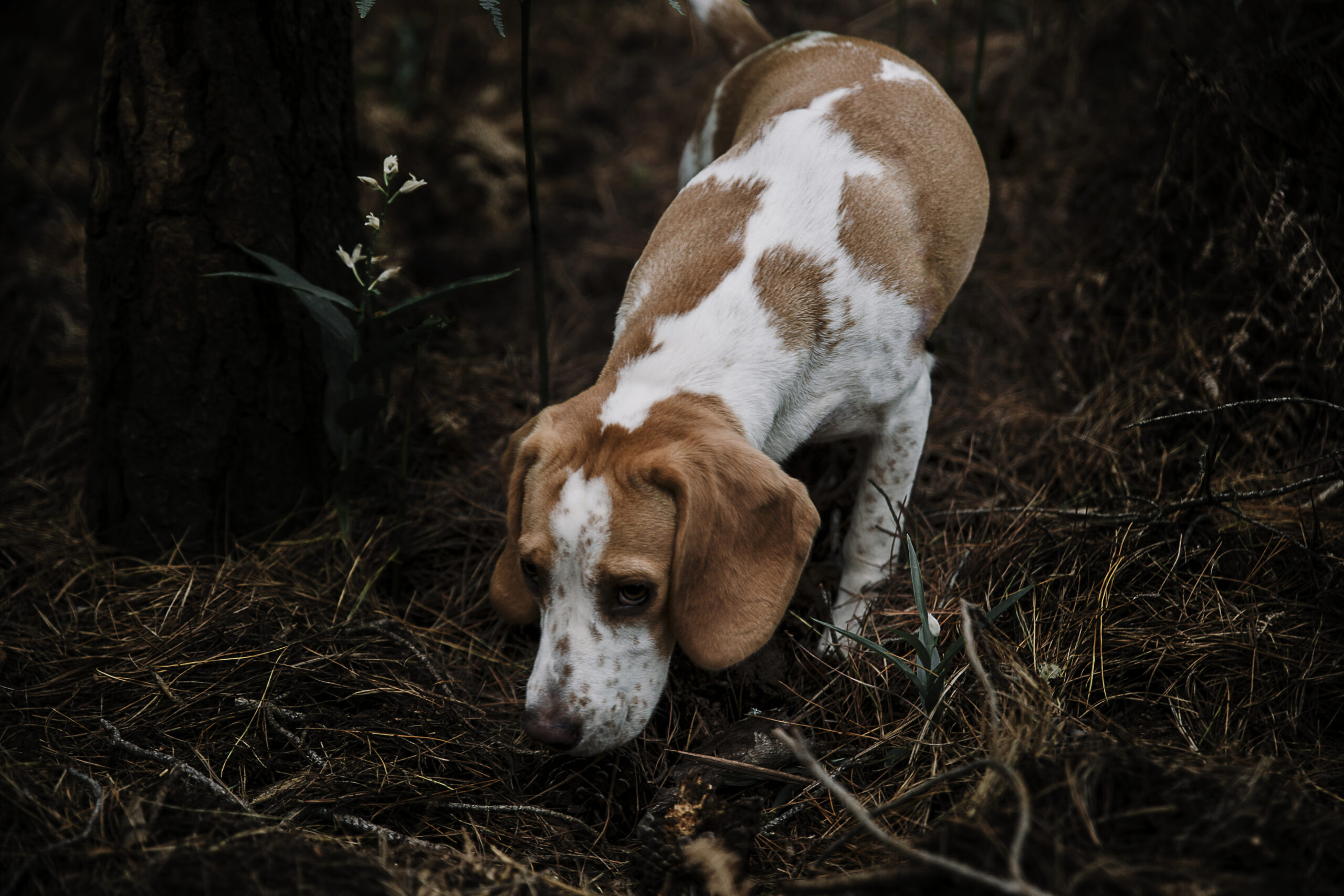 can beagles retrieve birds