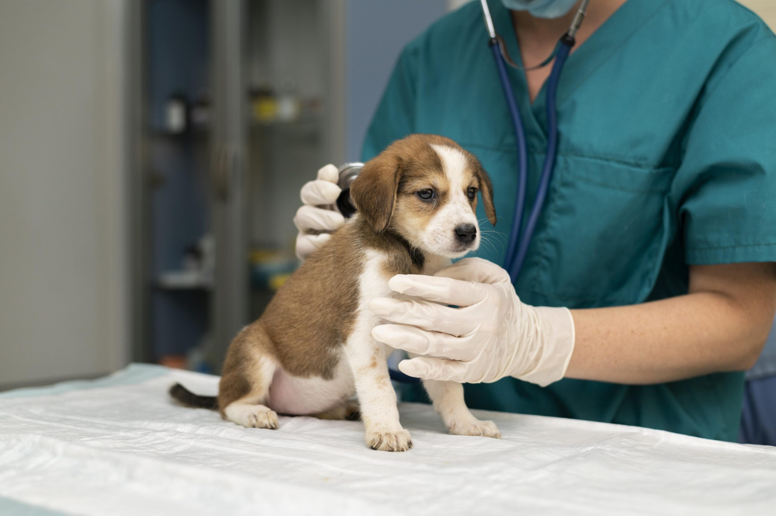 why are beagles used in animal testing?