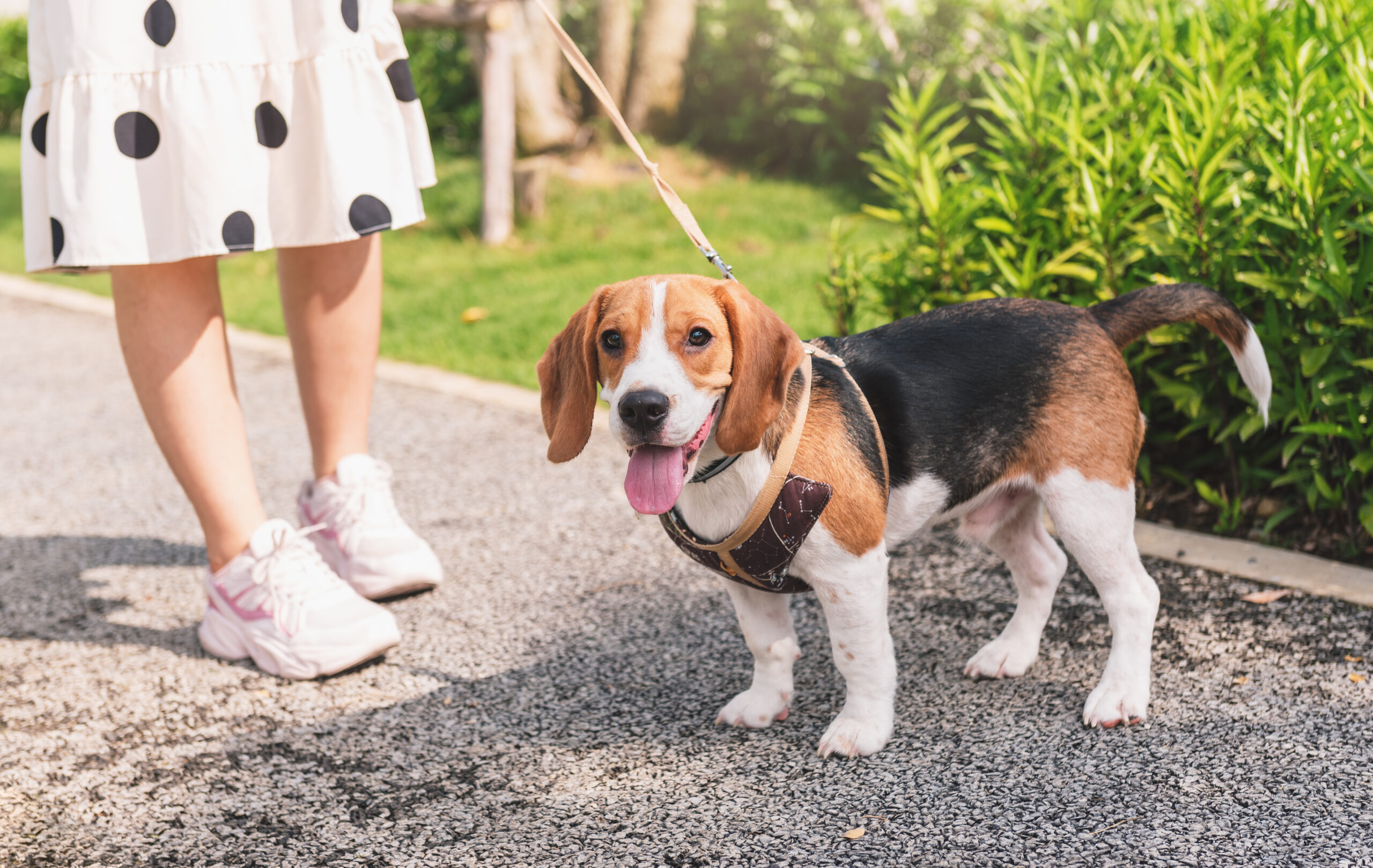 Are Beagles Strong?