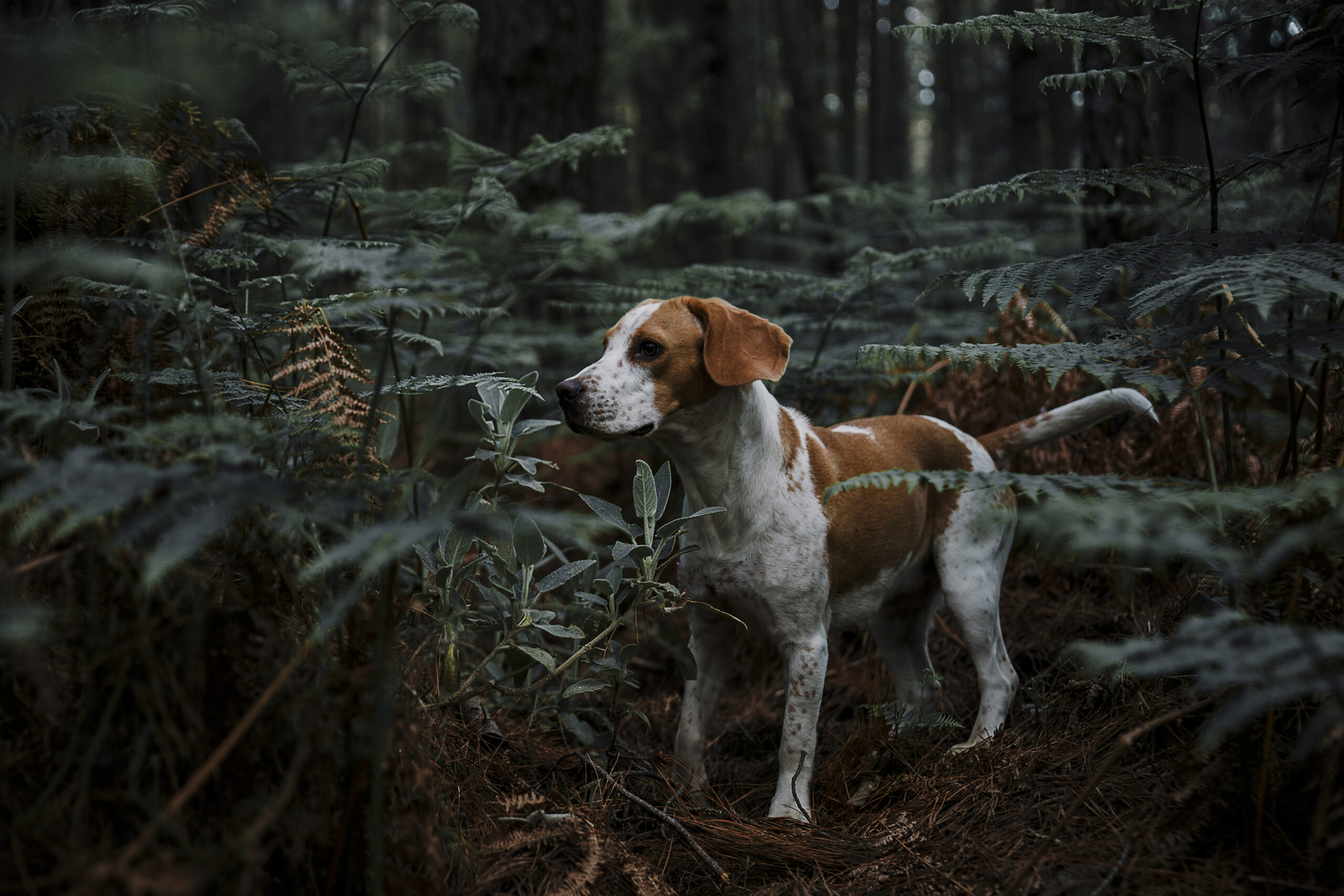 can beagles climb trees