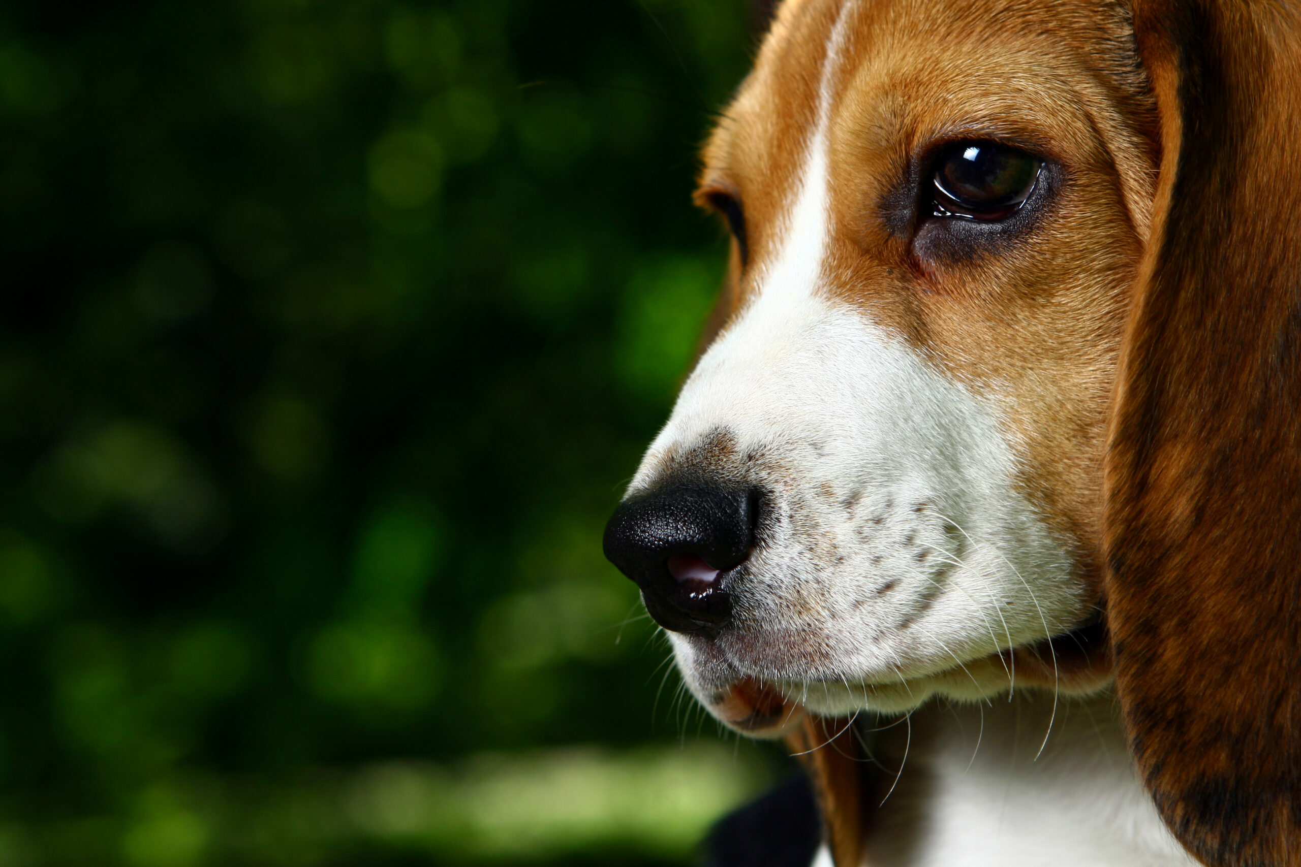 can beagles have green eyes?