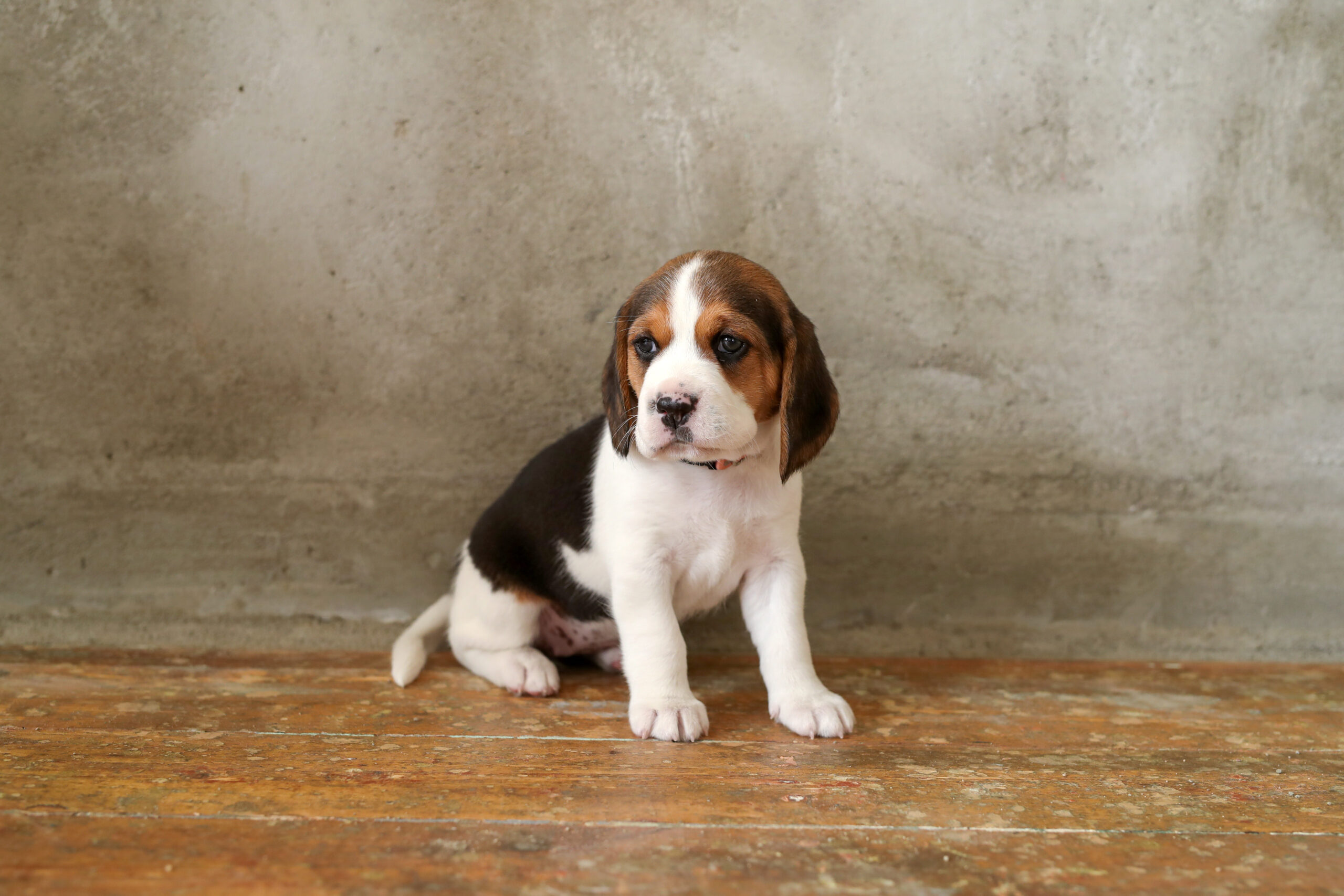 how often do beagles pee?