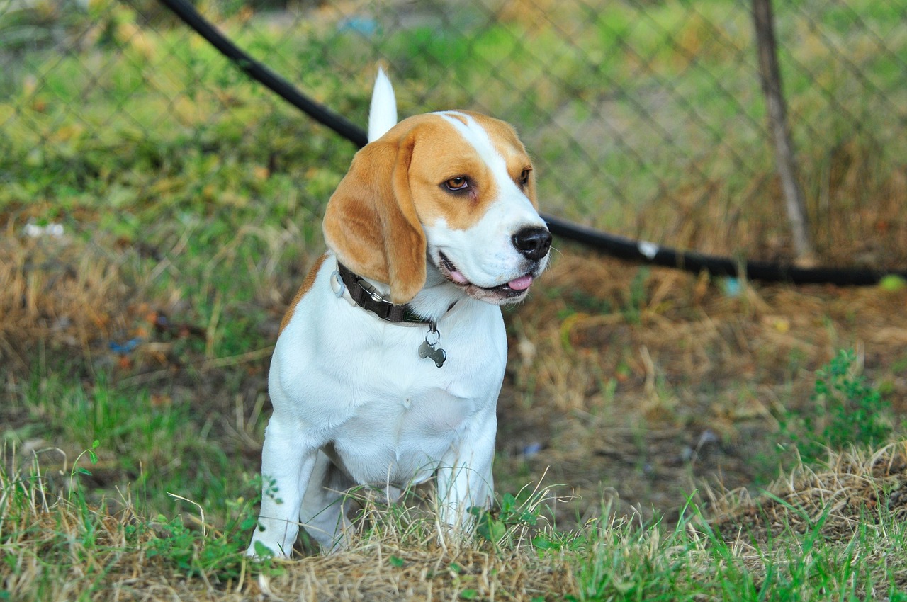 how far can beagles hear?